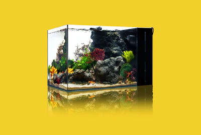UNS 45A - 9 Gallon Dual AIO Rimless Aquarium - Betta USA Aquatic