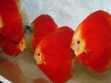 Red Melon Discus  | Symphysodon aequifasciatus - Betta USA Aquatic