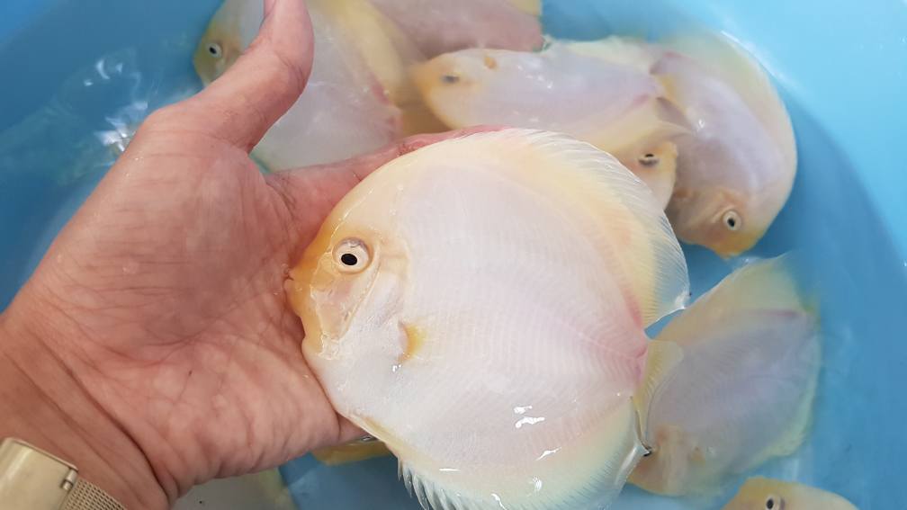 White Diamond Discus | Symphysodon aequifasciatus - Betta USA Aquatic