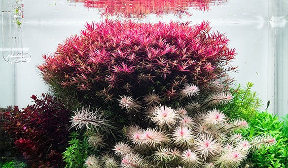 Aquario Neo Black - Water Conditioner - Betta USA Aquatic