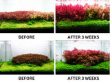 Aquario Neo Booster Plants - Organic Carbon