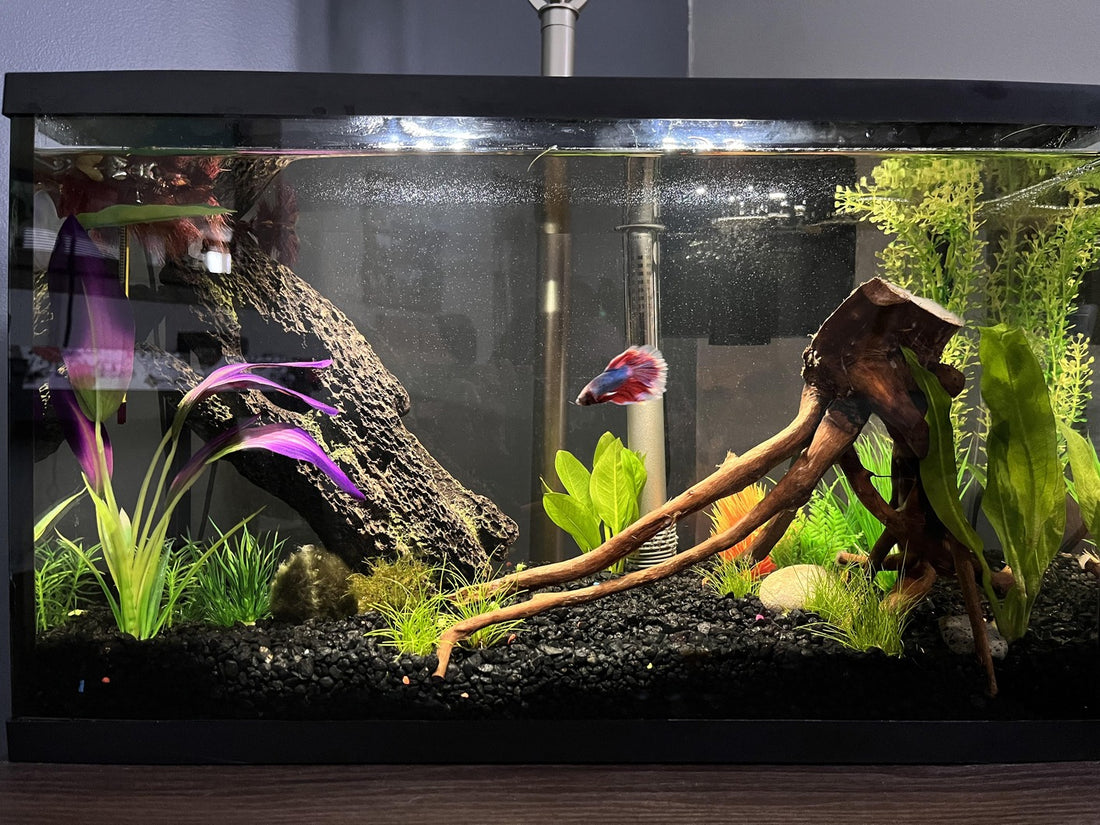Freshwater Betta, Guppy & Shrimp – Betta USA Aquatic Online Store