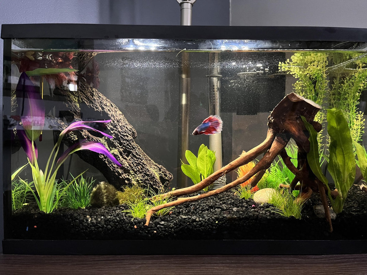 Freshwater Betta, Guppy & Shrimp – Betta USA Aquatic Online Store