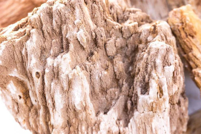 Burmese Petrified Wood