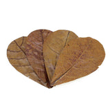 Seachem Catappa Leaves