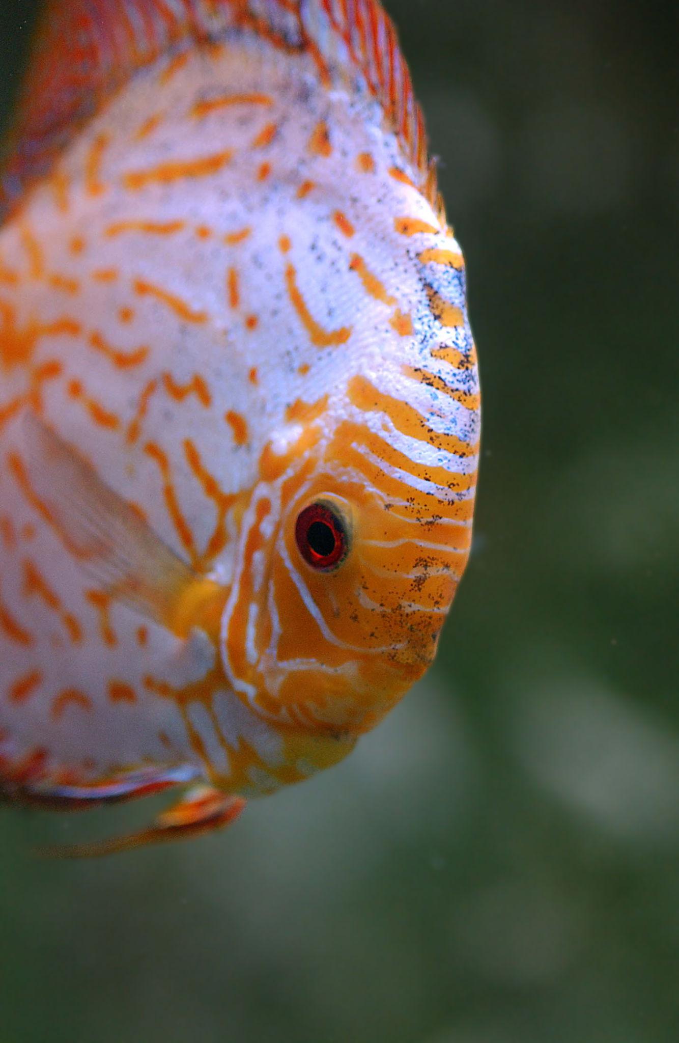 Yellow Pigeon Discus  | Symphysodon aequifasciatus - Betta USA Aquatic