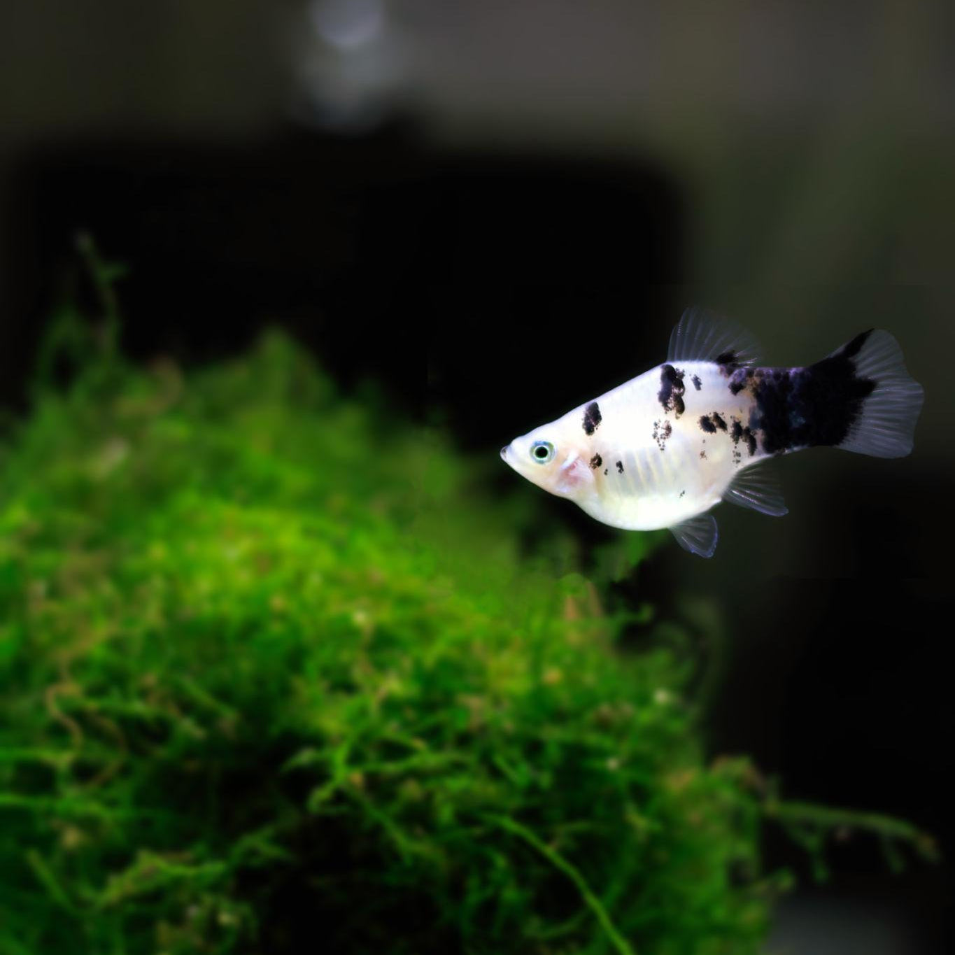 Panda Platy -  Xiphophorus maculatus - Betta USA Aquatic