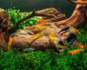 Crispy Caves -  Tasty Edible Caves/Tubes -  Shrimp Food