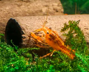Crispy Caves -  Tasty Edible Caves/Tubes -  Shrimp Food