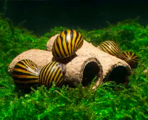 Crispy Caves -  Tasty Edible Caves/Tubes -  Shrimp Food