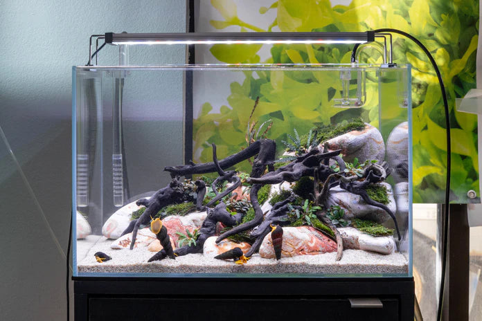 Green Water Labs - Algae Control - Betta USA Aquatic