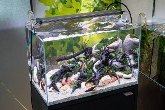 Green Water Labs - Algae Control - Betta USA Aquatic