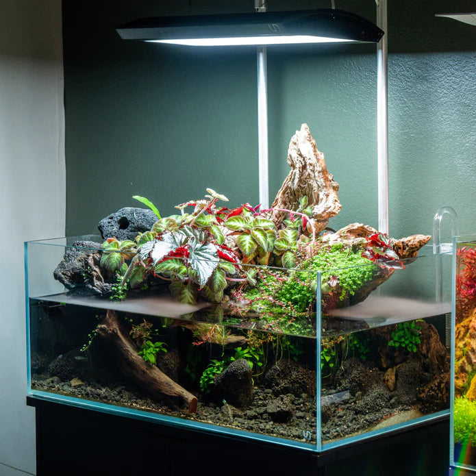 Green Water Labs - Algae Control - Betta USA Aquatic