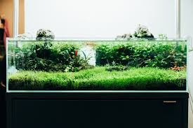 UNS 60S - 10.2 Gallon Ultra Clear Rimless Aquarium