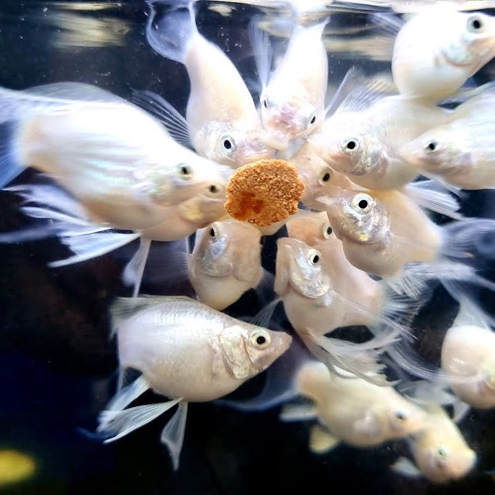 MOLLY FISH PLATINUM WHITE LYRETAIL - BLACK EYES - Betta USA Aquatic