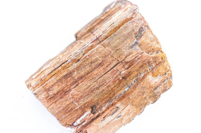 Petrified Wood