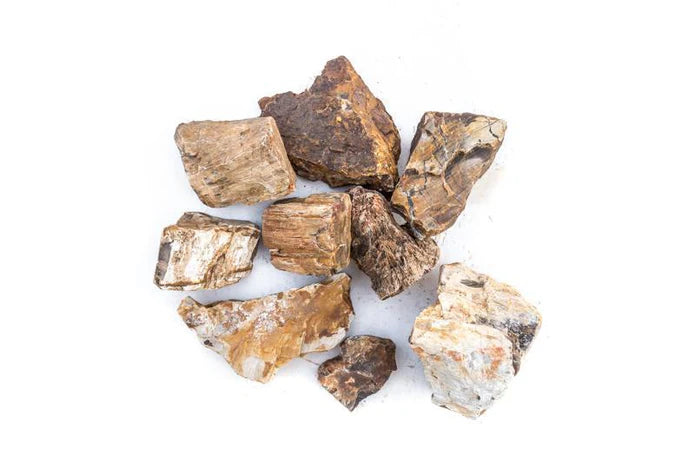 Petrified Wood