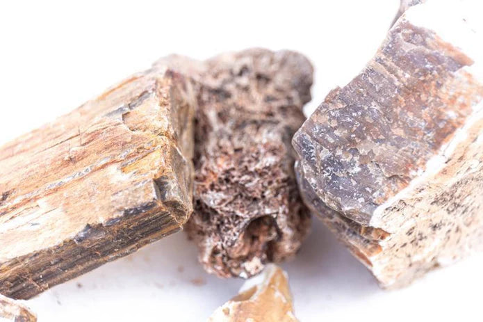 Petrified Wood