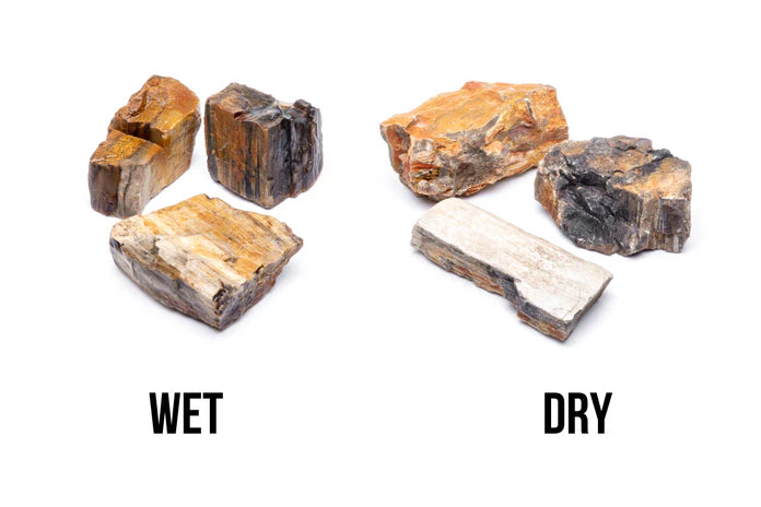 Petrified Wood