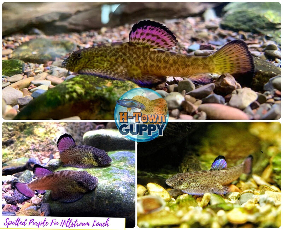 Rare Limited - Spotted Purple Fin Hillstream Loach Algae Eater