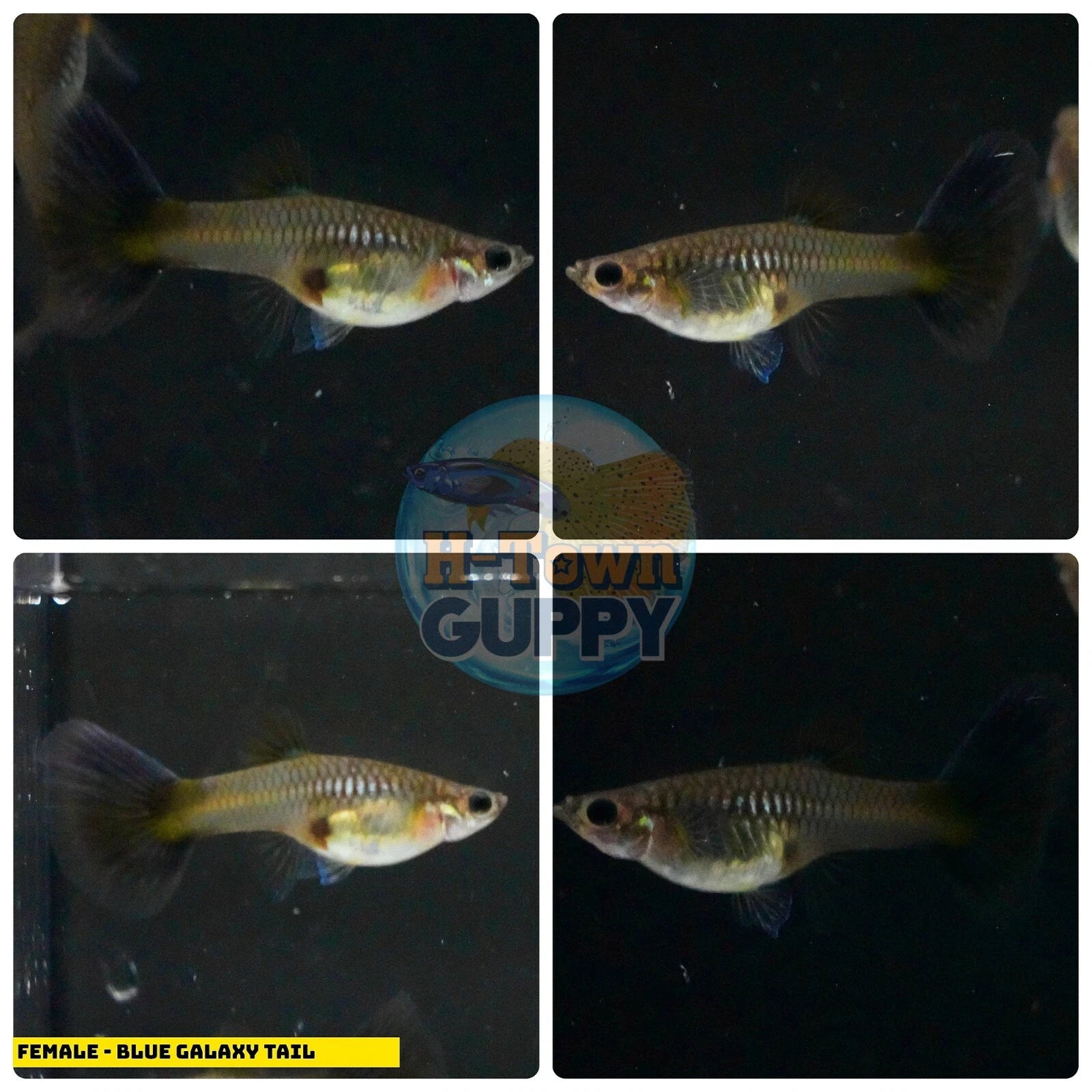 Aquarium Guppy Fish High Quality - Galaxy Blue Tail - Betta USA Aquatic