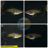 Aquarium Guppy Fish High Quality - Galaxy Blue Tail - Betta USA Aquatic