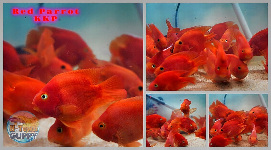 Live Red Parrot - Super Red Mammon KKP - Size 3.5 inch