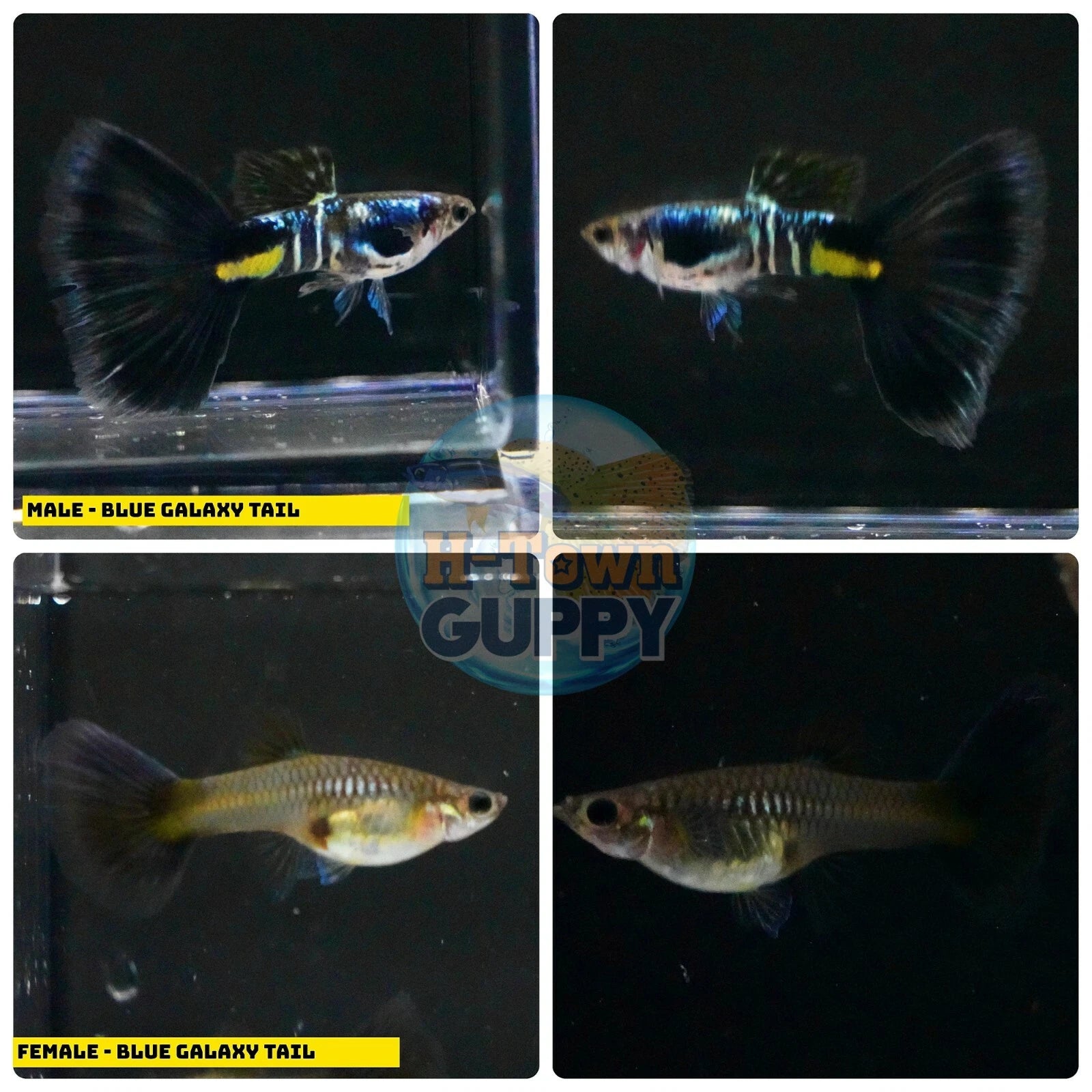 Aquarium Guppy Fish High Quality - Galaxy Blue Tail - Betta USA Aquatic