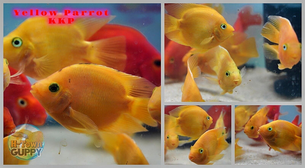 Live Yellow Parrot - Super Red Mammon KKP - Size 3.5 inch - Betta USA Aquatic
