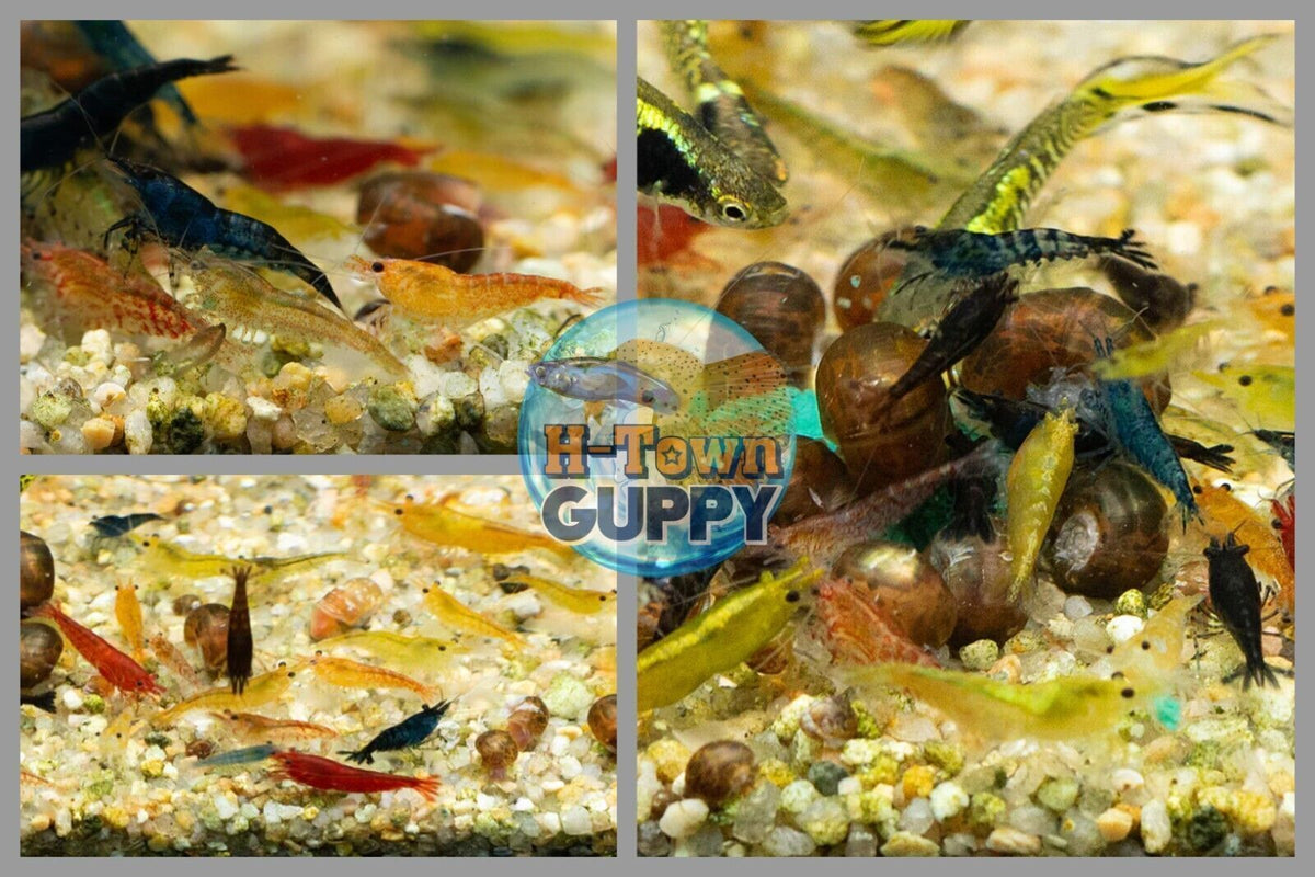 Pack of 100 - MIXED COLOR CULL NEOCARIDINA AQUARIUM SHRIMP FOR BEGINNER SHRIMP KEEPER