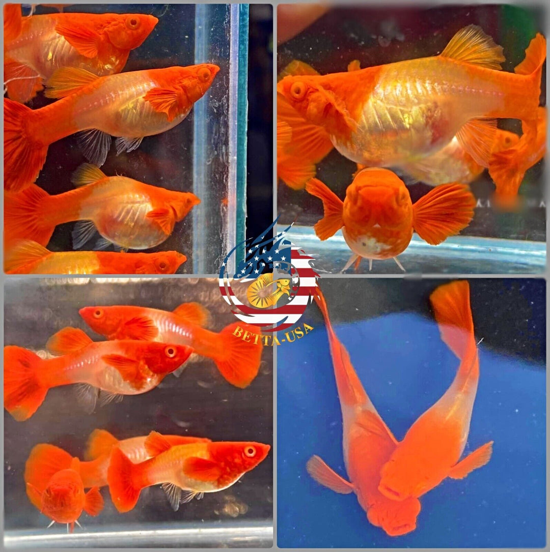 Live Aquarium Guppy Fish High Quality - Albino Red Koi Ears