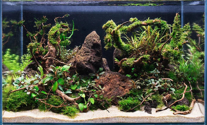 betta fish and spider plants Spiderwood – Betta USA Aquatic