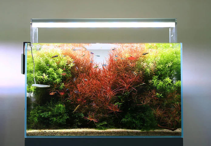 Twinstar LED E Series Light - Betta USA Aquatic