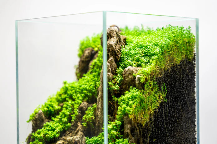 UNS 16T - 1.6 Gallon Ultra Clear Rimless Aquarium - Betta USA Aquatic