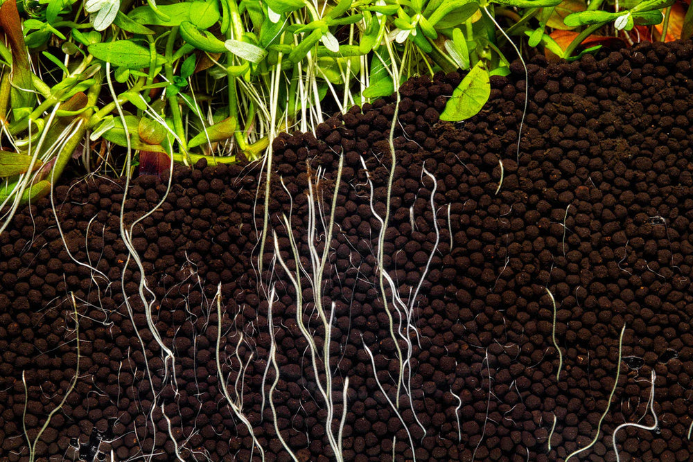 UNS Controbase 2L - Betta USA Aquatic