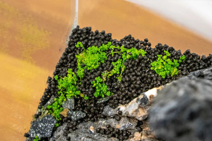 UNS Controsoil Black - Betta USA Aquatic