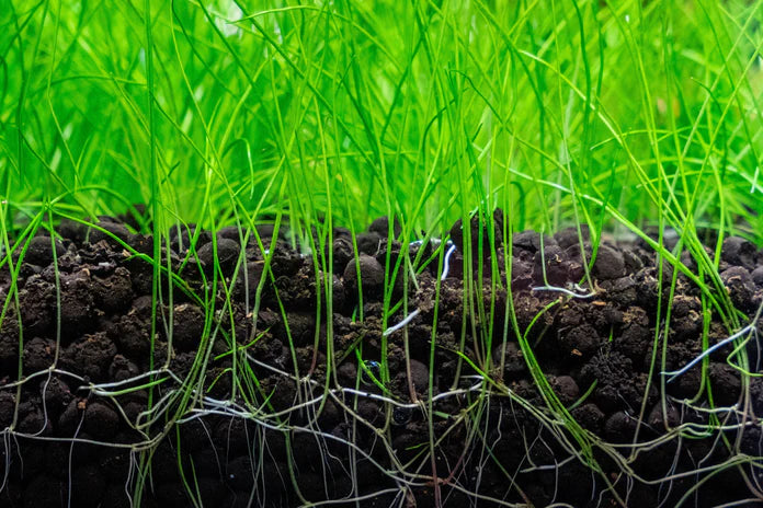 UNS Controsoil Black - Betta USA Aquatic