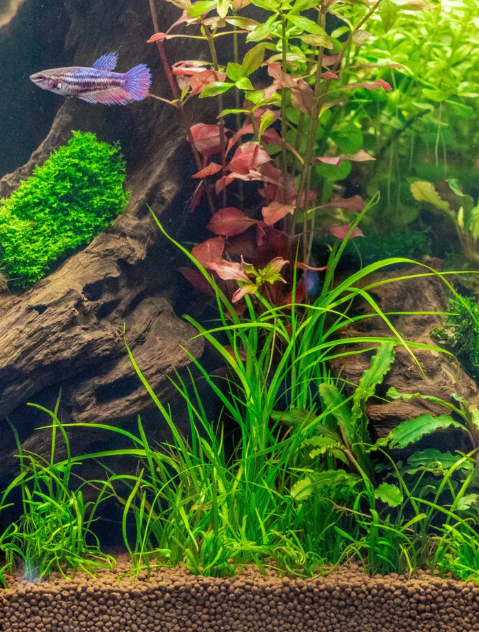 UNS Controsoil Brown - Betta USA Aquatic