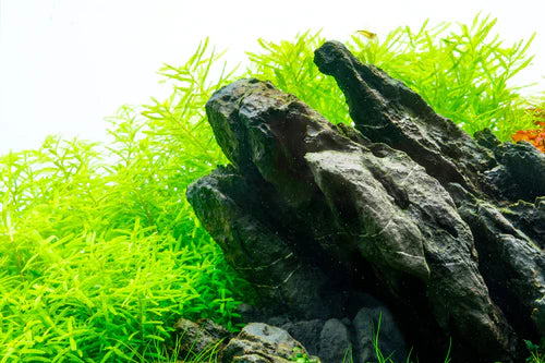 UNS Strata Seiryu Stone Type 1