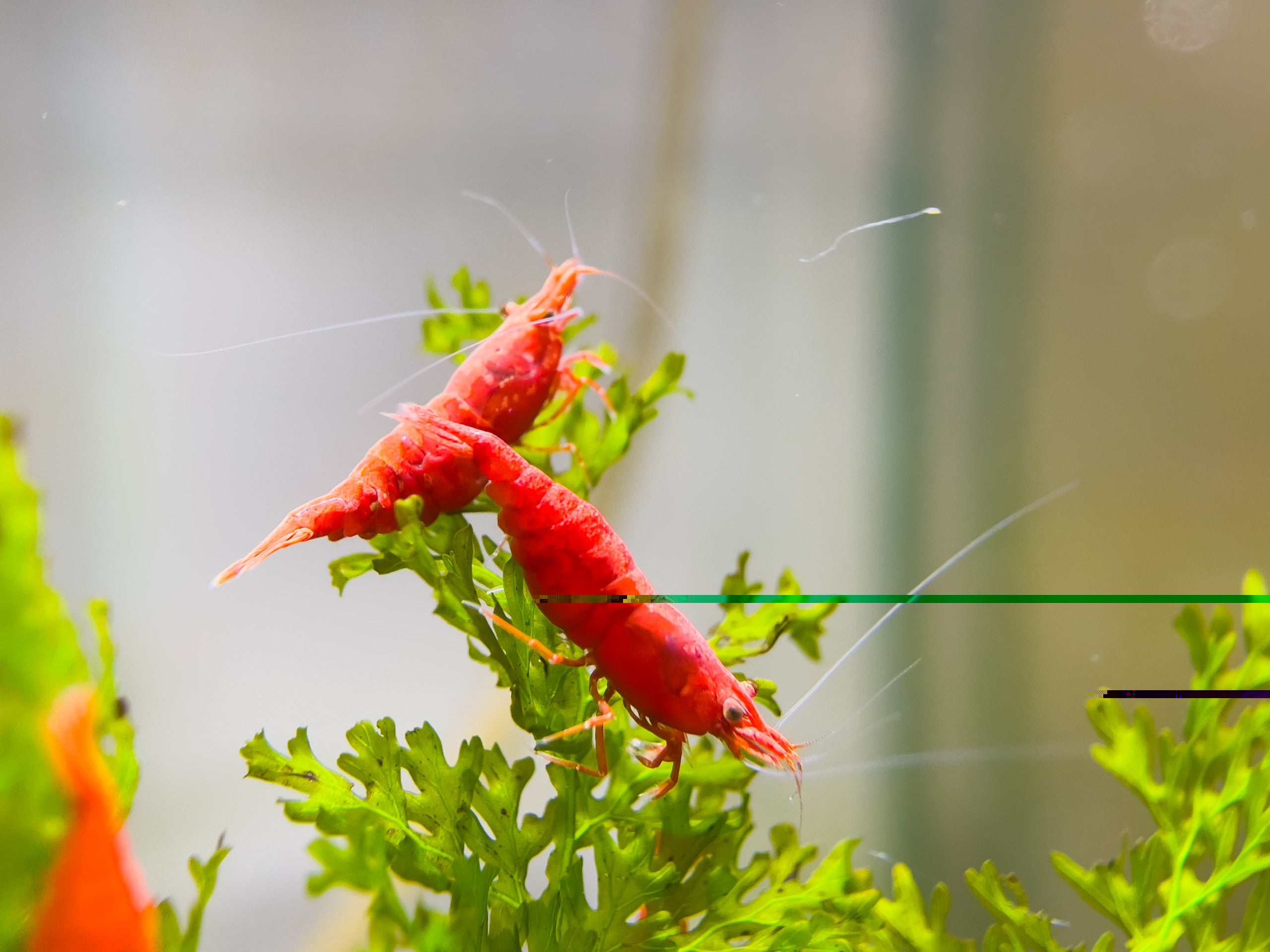 Fire Red Cherry - Freshwater Neocaridina Aquarium Shrimp. Live Guarantee