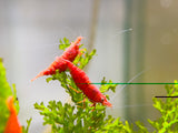 Fire Red Cherry - Freshwater Neocaridina Aquarium Shrimp. Live Guarantee
