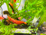 Fire Red Cherry - Freshwater Neocaridina Aquarium Shrimp. Live Guarantee