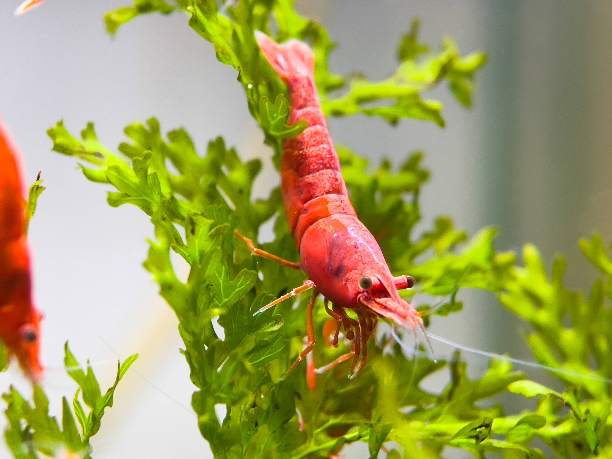 Fire Red Cherry - Freshwater Neocaridina Aquarium Shrimp. Live Guarantee