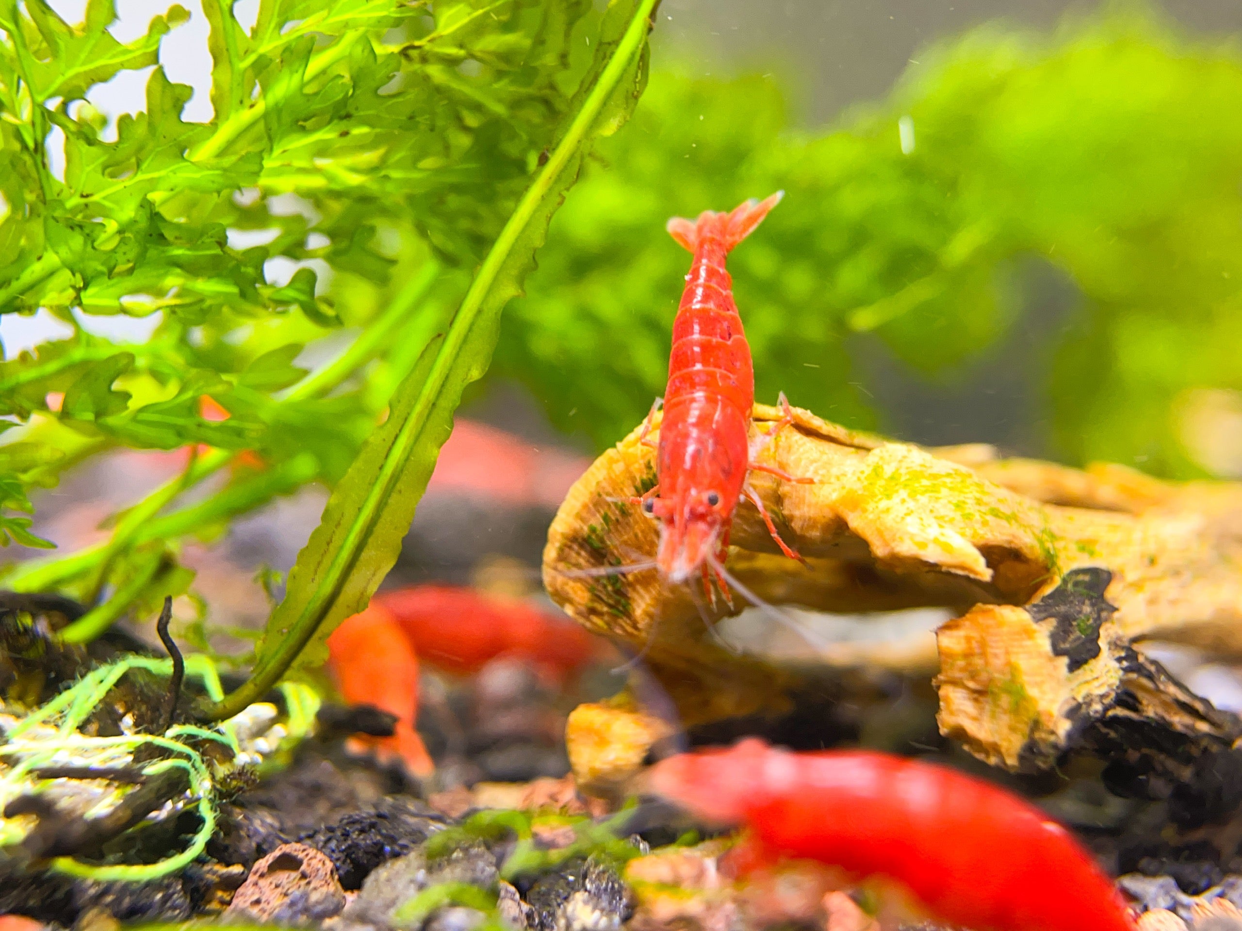 Fire Red Cherry - Freshwater Neocaridina Aquarium Shrimp. Live Guarantee