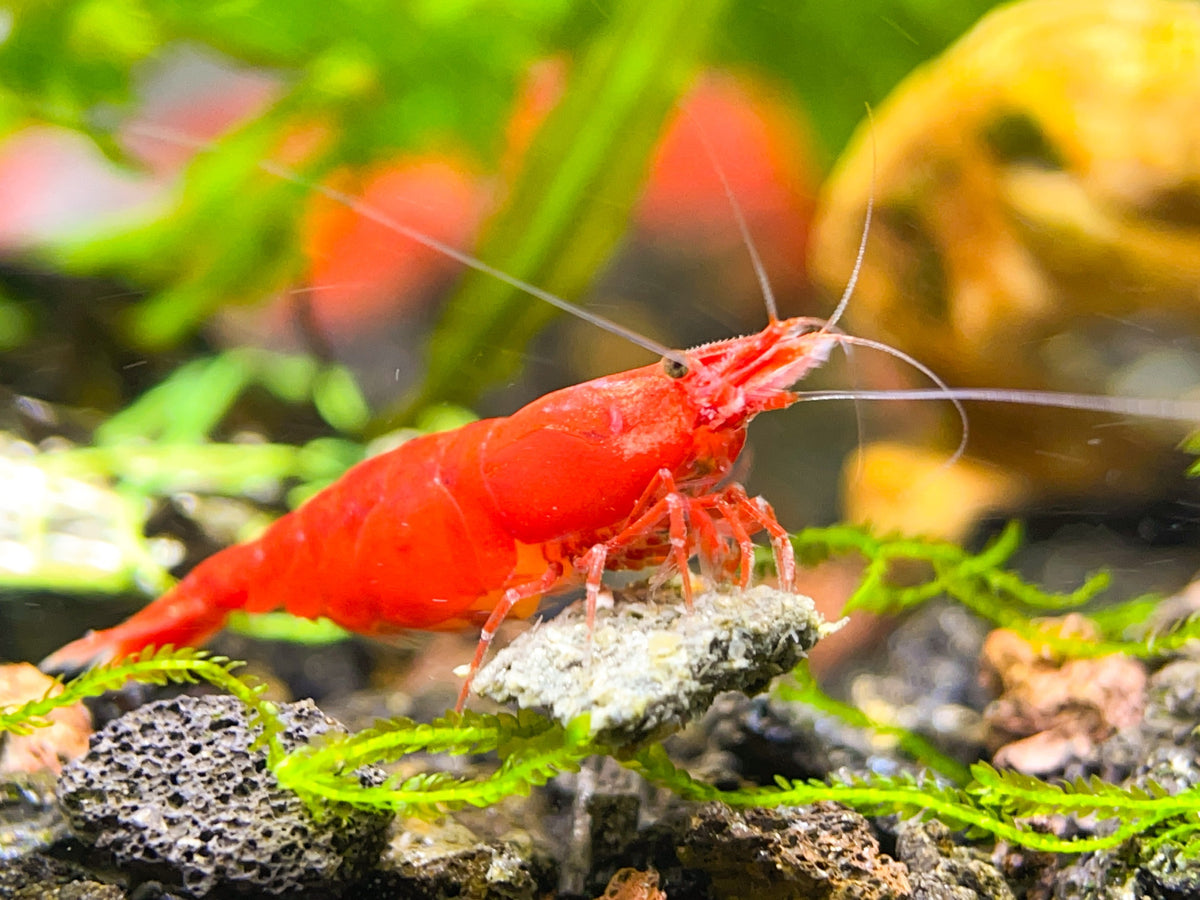 Fire Red Cherry - Freshwater Neocaridina Aquarium Shrimp. Live Guarantee