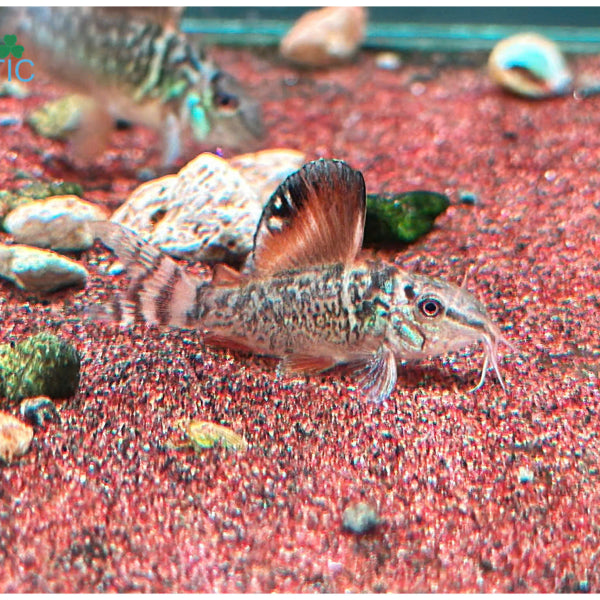 Emerald 'Brochis'  | Corydoras splendens- Tank Bred - Betta USA Aquatic