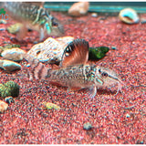Emerald 'Brochis'  | Corydoras splendens- Tank Bred - Betta USA Aquatic
