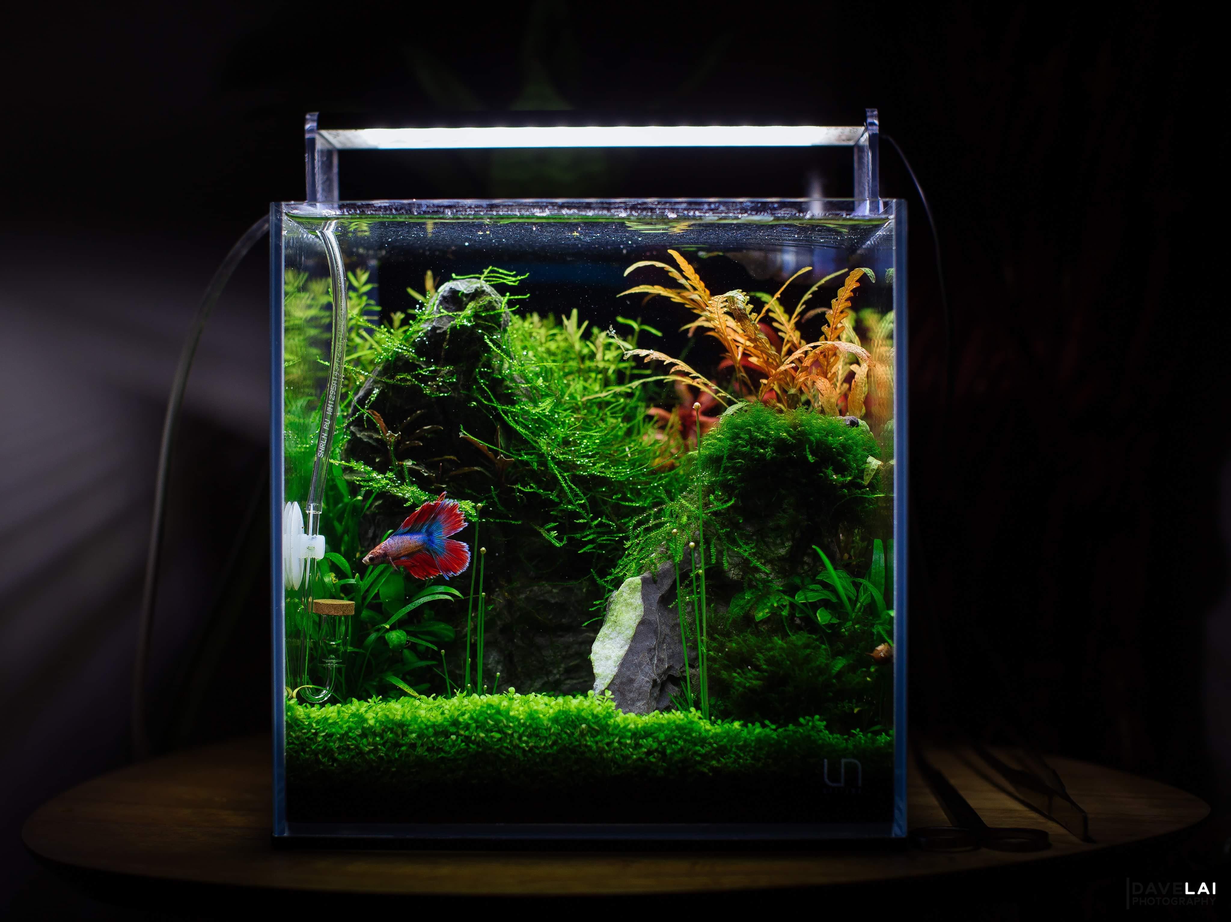 UNS 25C - 4.1 Gallon Ultra Clear Rimless Aquarium