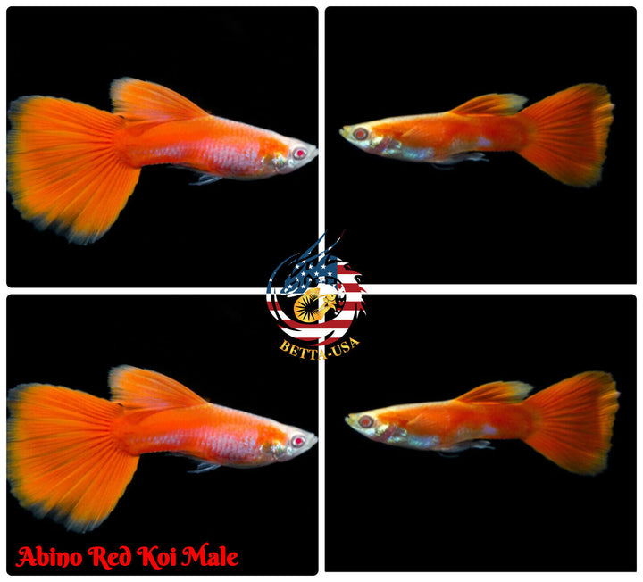 Live Aquarium Guppy Fish High Quality - Albino Red Koi