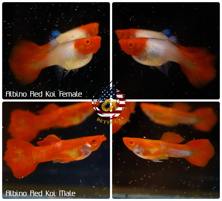 Live Aquarium Guppy Fish High Quality - Albino Red Koi